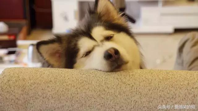 狗狗产后10天还有红色恶露排出,狗狗产后恶露什么样的