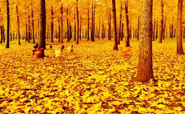 土鸡品种和名称大全,土鸡的概念与辨别