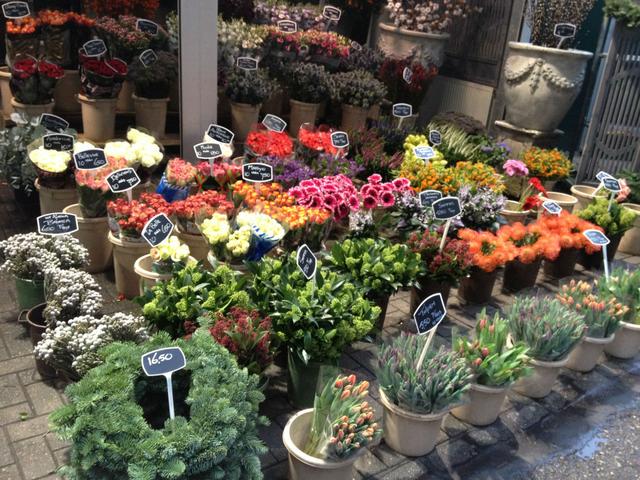 十大坑人花卉排名,花卉市场坑人吗