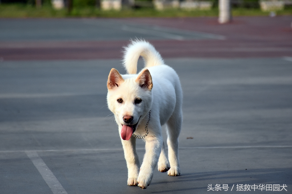 萨摩耶犬的体型和特征,珍岛犬与中华田园犬区别
