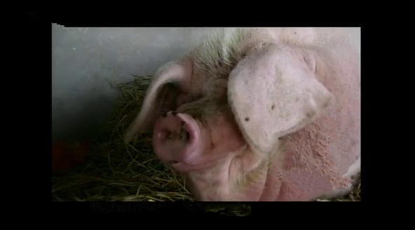 一头猪重200千克几头猪质量是1吨,一头猪重1000克10头这样的猪重多少