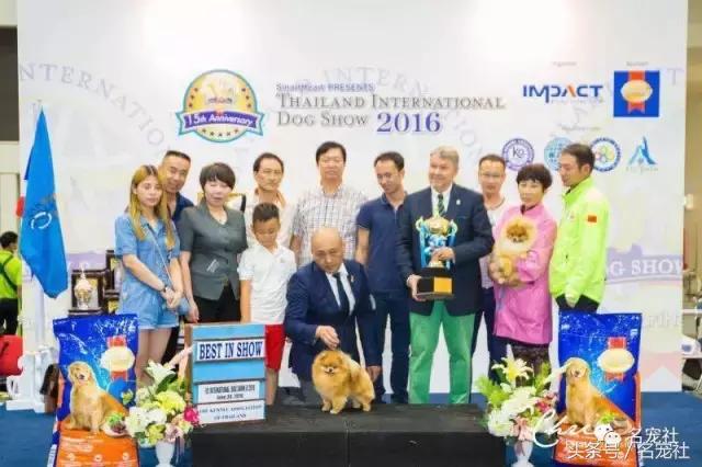 上天派来的天使狗狗,博美犬犬舍排名