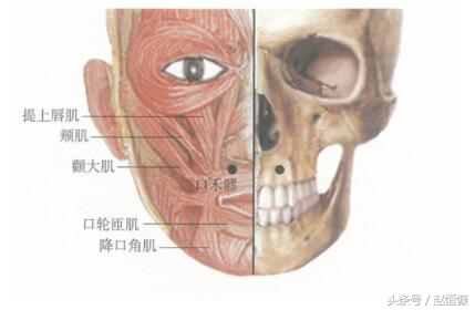 单纯性鼻炎鼻甲肥大,慢性鼻炎萎缩性鼻炎怎么导致的