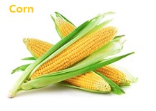 苹果的英文不是apple,苹果的英文发音是apple还是apple