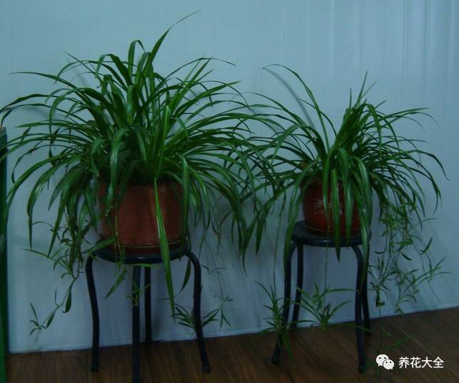 光照条件不好适合养什么花,花养不好是家里气场不好吗