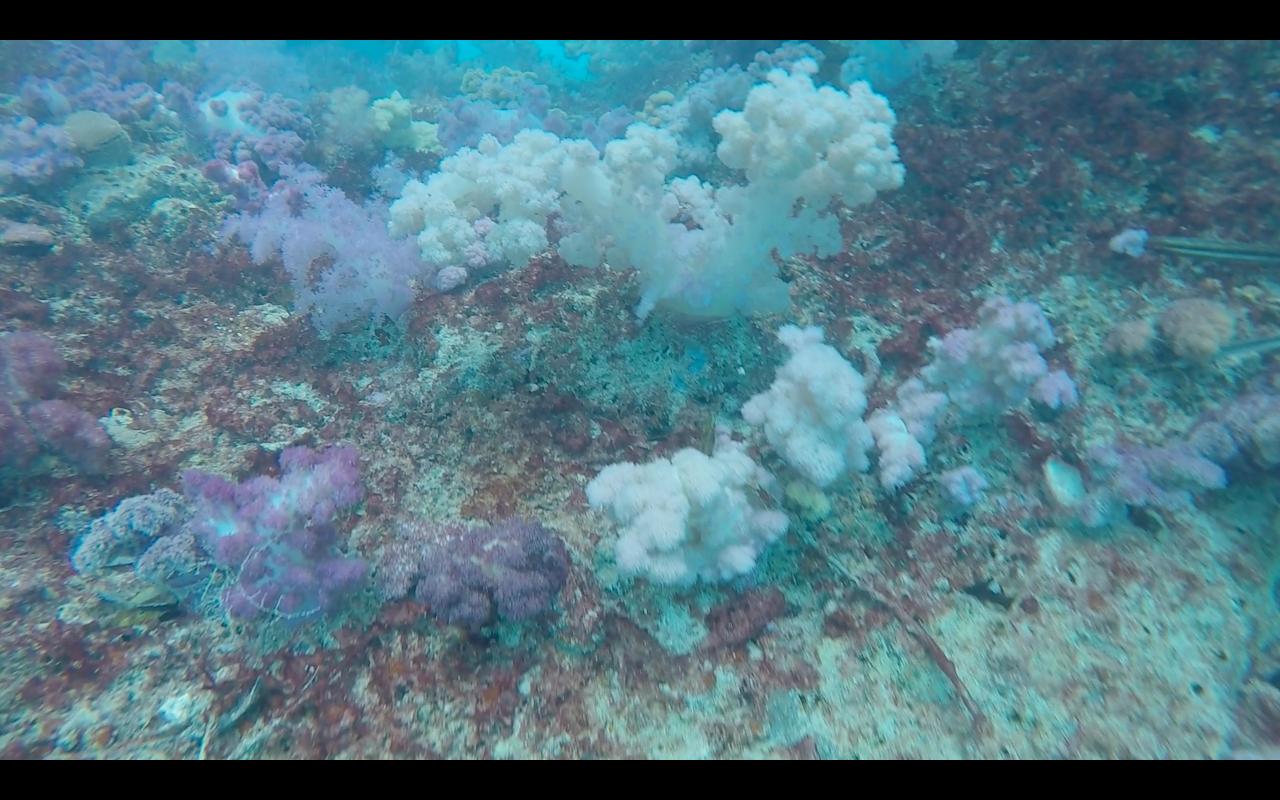 帕劳旅行攻略大全图文,帕劳旅行攻略图文大全