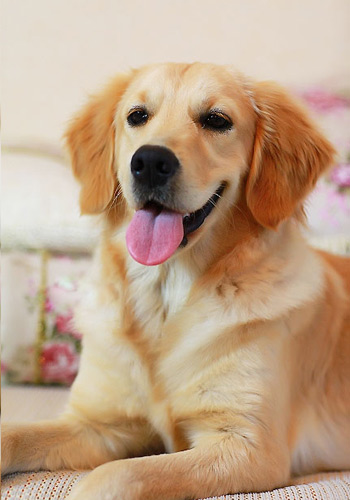 高智商的犬种,高智商的金毛犬视频