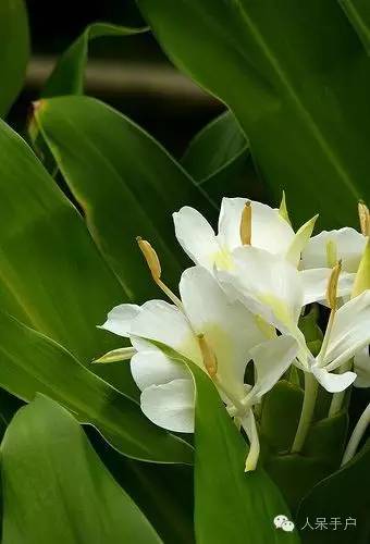 涓浗鍥借姳澶ц祻鍥剧墖,鍥借姳澶ц祻浜氭床鍥剧墖