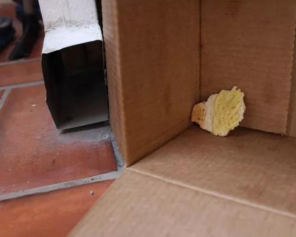 家里老鼠多灭老鼠最好的方法,老鼠怎样消灭