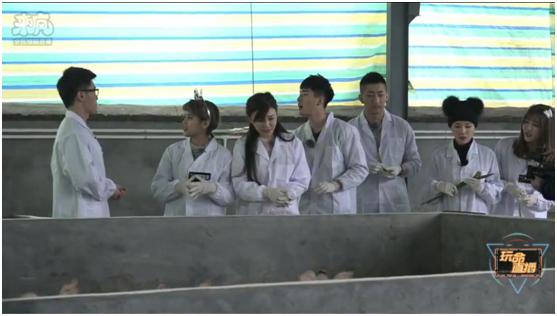 养猪场给母猪人工授精,猪场给种猪人工授精