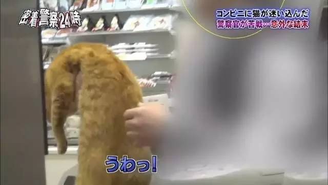 猫咪进餐厅被警察带走,猫咪禁止入内被逮捕