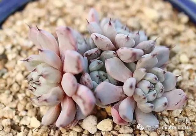 多肉植物服盆之无消耗服盆！