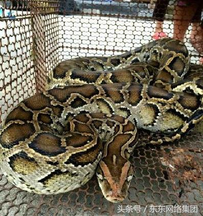 养殖人都怕什么动物,养什么动物比较危险