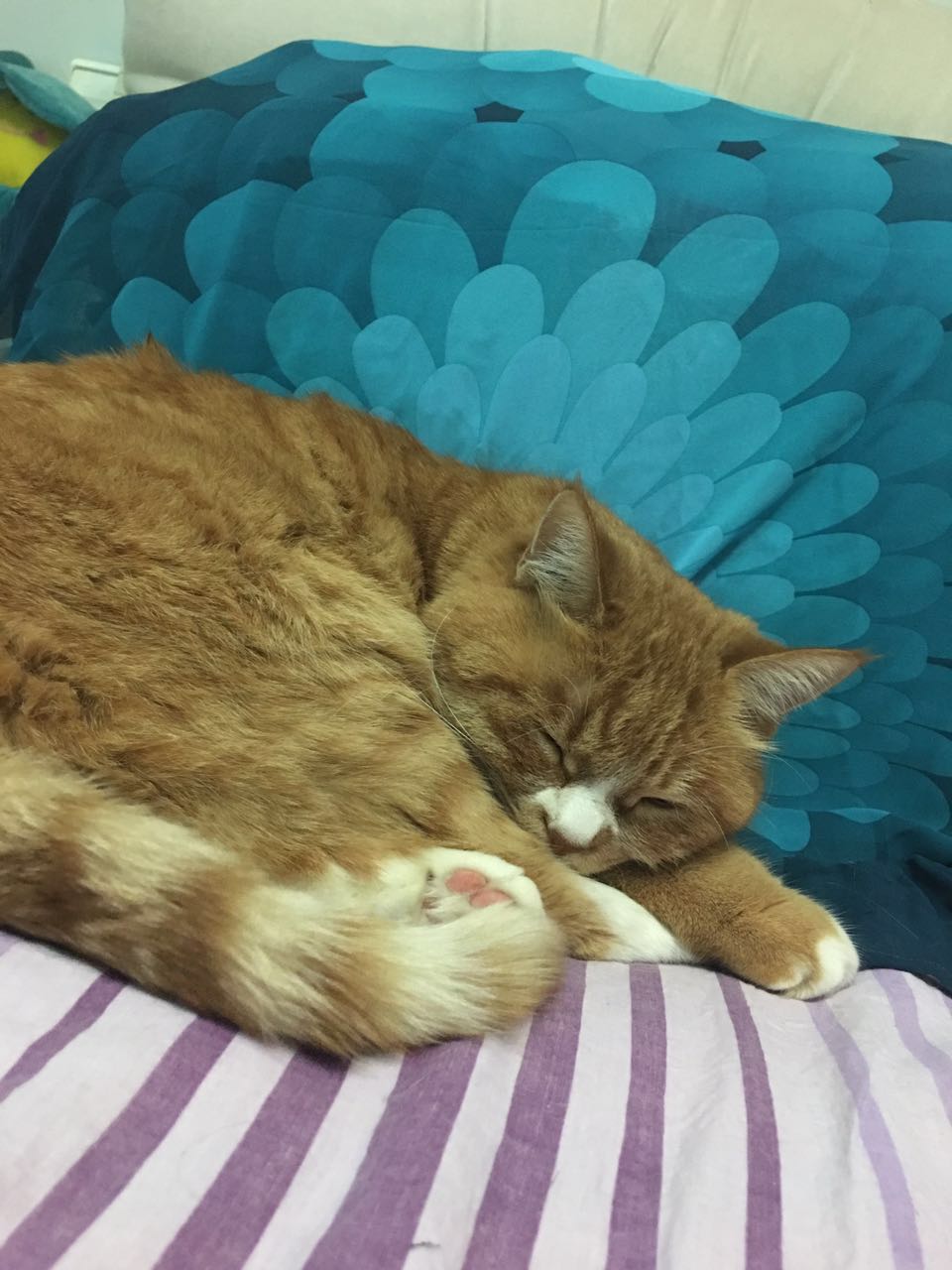 长期喝咖啡能使胆固醇增高吗,咖啡降胆固醇