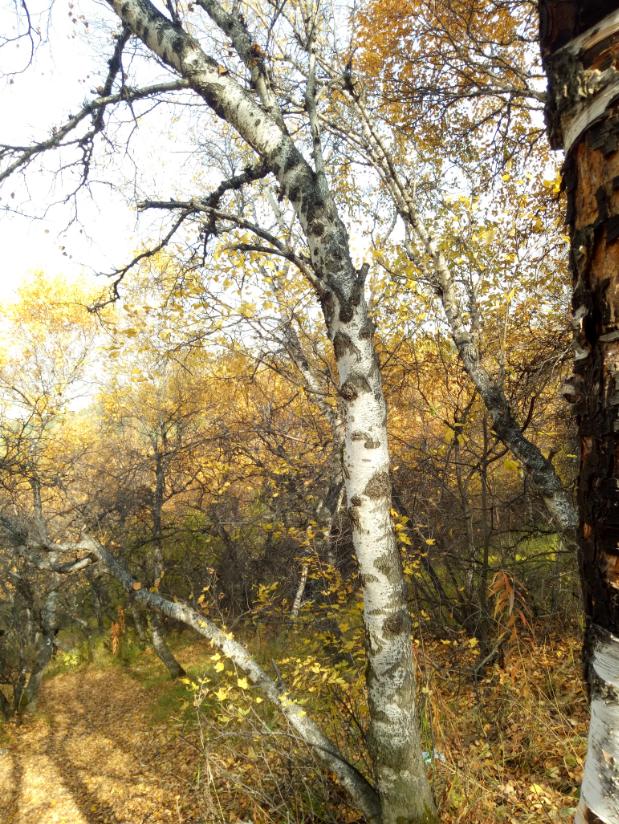 张北天路行,深度还原张北天路