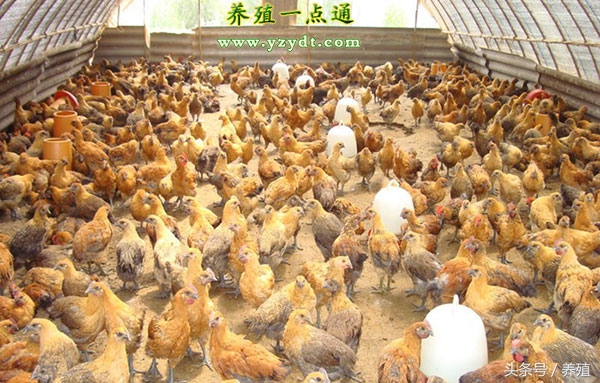 发酵床养鸡技术大全,发酵床养鸡的7大方法
