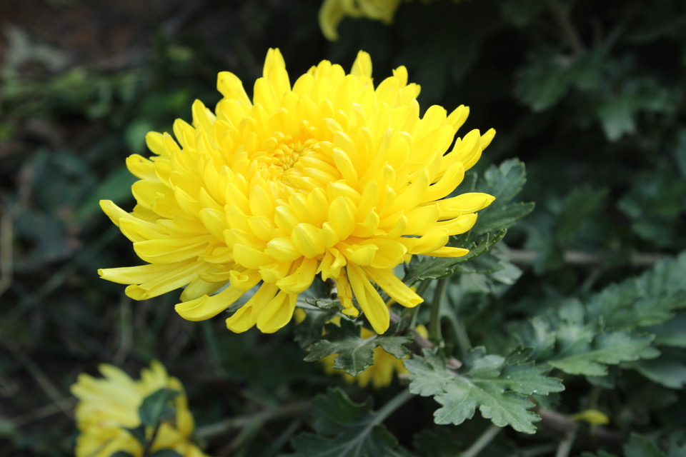 30种小植物,有大作用却很少有人知道的植物