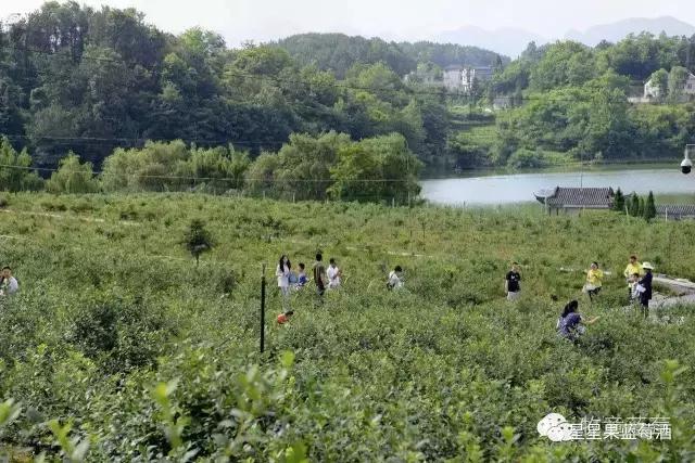 好喝的蓝莓酒营养价值,好喝的蓝莓酒
