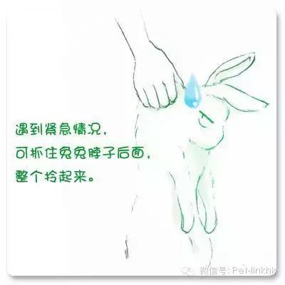 如何让兔兔躺在你怀里,如何让兔兔愿意让你抱