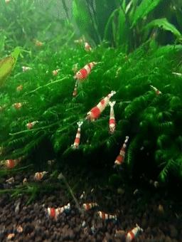 红白水晶虾观赏虾,火红虾观赏虾