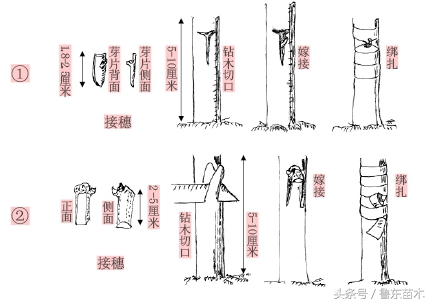 果树嫁接技术要点及注意方法!学会了你也可以成为嫁接高手!