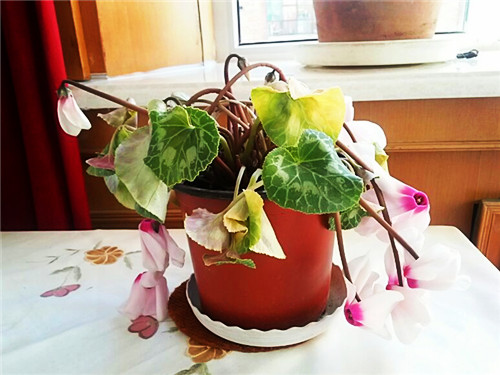 仙客来花叶黄了什么原因,仙客来花叶子发黄怎么补救