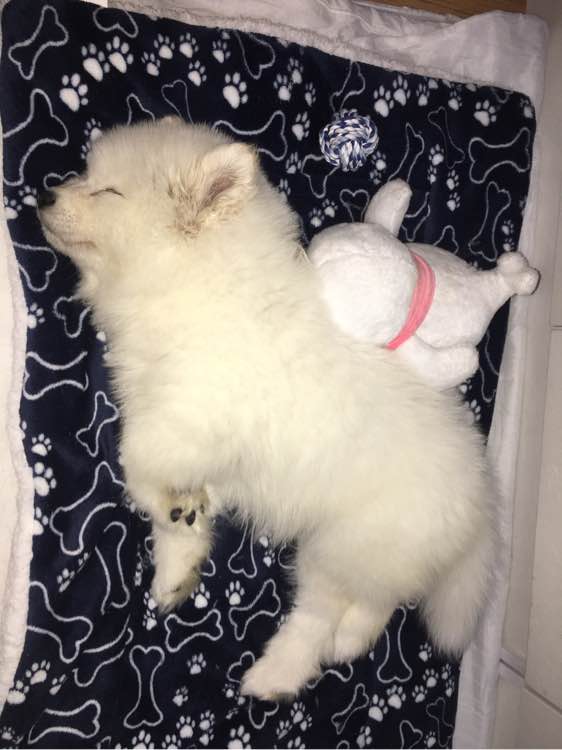 我家萨摩耶这几天不吃东西,萨摩耶拉稀自己吃掉