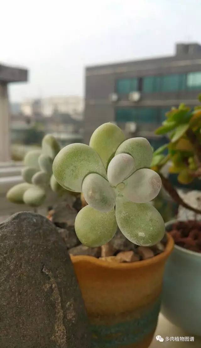 桃美人奶酪老桩多肉,桃美人可以养成绿色的吗