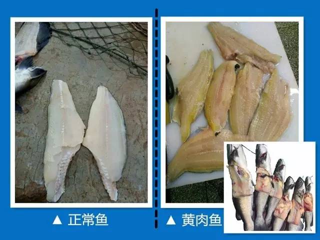 2024年前半年叉尾鮰会迎来涨价吗,叉尾鮰鱼今年情况