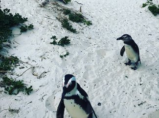 南非彩虹之旅由来,南非彩虹之旅