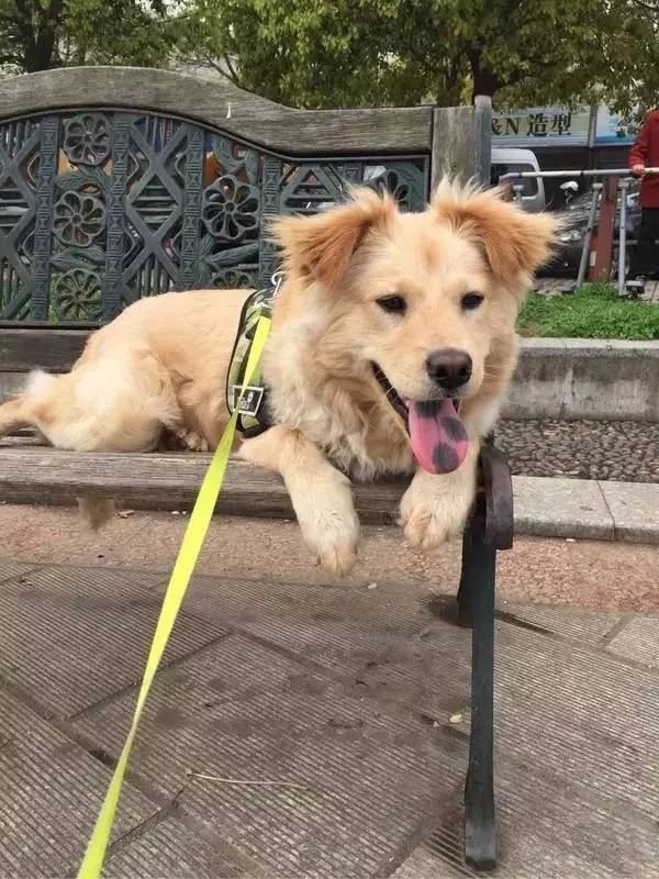 怕了24年的狗狗,却遇见了改变她一生的狗狗