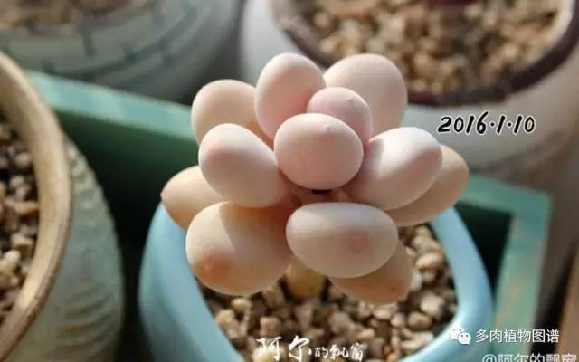 桃美人奶酪老桩多肉,桃美人可以养成绿色的吗