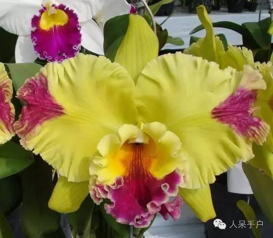 涓浗鍥借姳澶ц祻鍥剧墖,鍥借姳澶ц祻浜氭床鍥剧墖