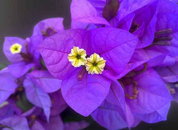 涓浗鍥借姳澶ц祻鍥剧墖,鍥借姳澶ц祻浜氭床鍥剧墖