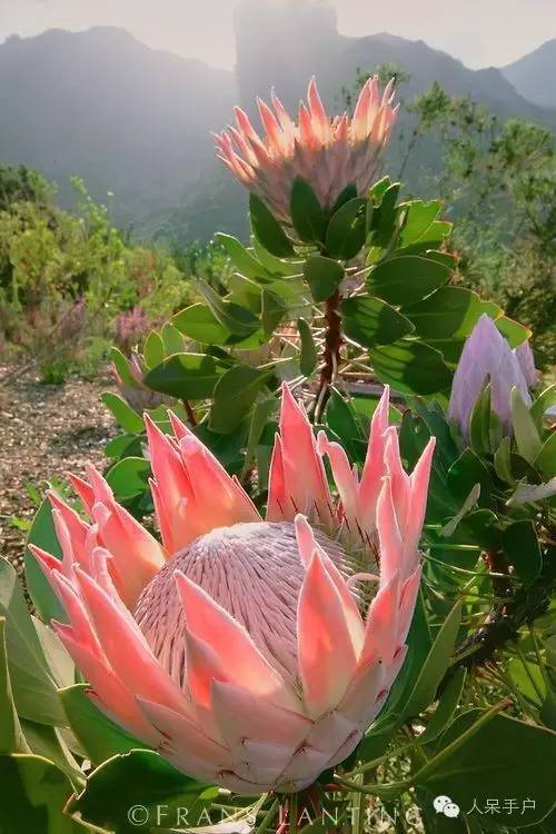 涓浗鍥借姳澶ц祻鍥剧墖,鍥借姳澶ц祻浜氭床鍥剧墖