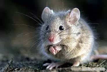 一念报恩,一念救苍生原文