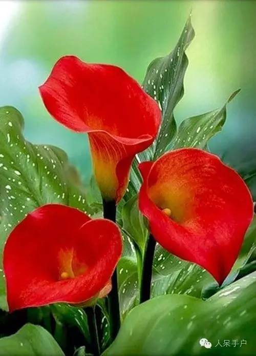 涓浗鍥借姳澶ц祻鍥剧墖,鍥借姳澶ц祻浜氭床鍥剧墖