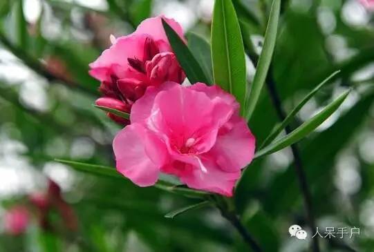 涓浗鍥借姳澶ц祻鍥剧墖,鍥借姳澶ц祻浜氭床鍥剧墖