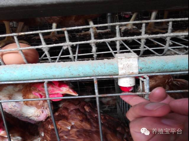 爱佳集团杨经理,杨文斌的养殖场