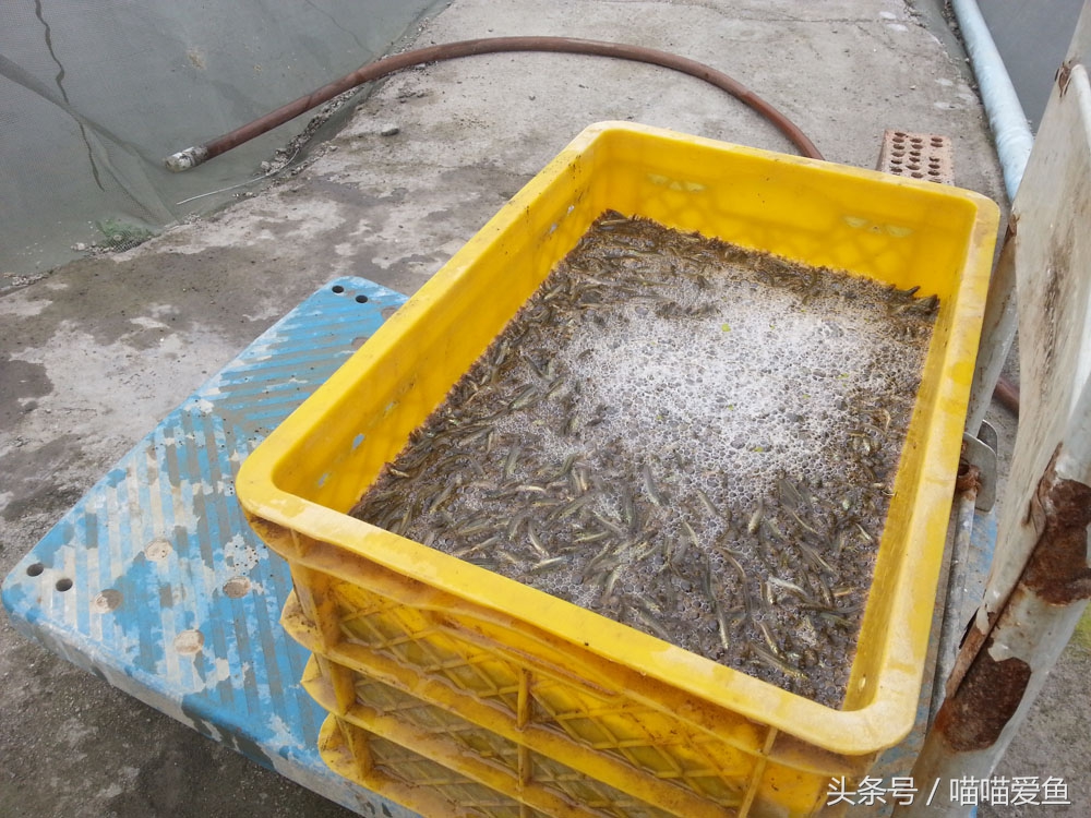 稻田套养黄鳝泥鳅技术,乌海稻田泥鳅养殖技术