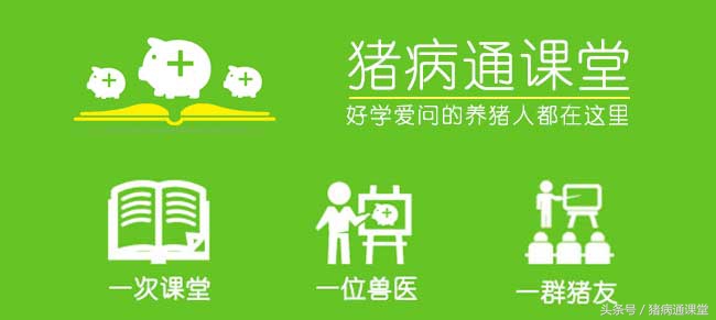 仔猪耳朵往后收是什么原因,仔猪耳朵往外卷曲