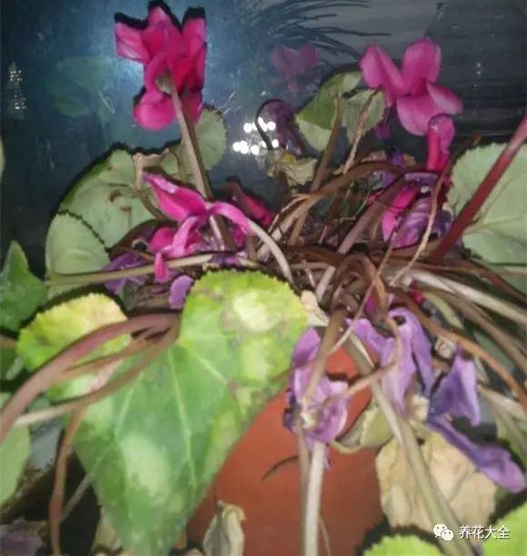 花死了花盆要不要扔,花死了要不要扔