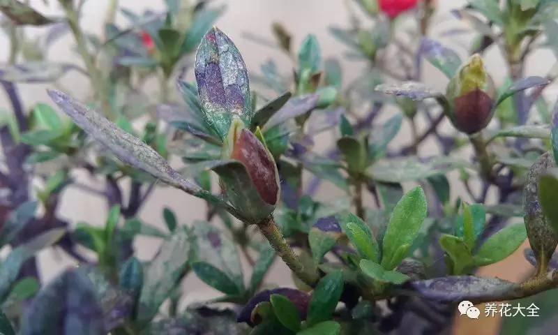 花死了花盆要不要扔,花死了要不要扔