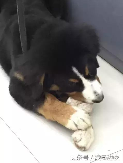 注意!骨头可以杀死狗!