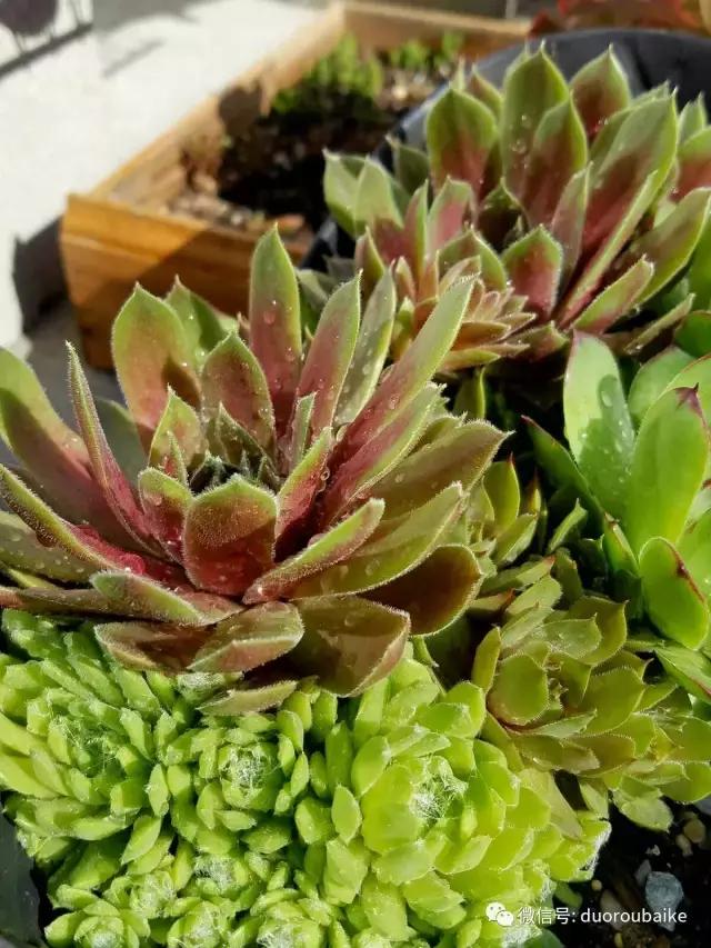 养多肉人发的朋友圈,养肉者们分享的多肉视频