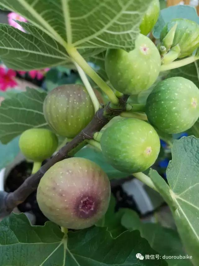 养多肉人发的朋友圈,养肉者们分享的多肉视频