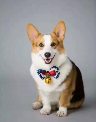 选择汪星人只看价格?真实经历告诉你为何不要贪便宜