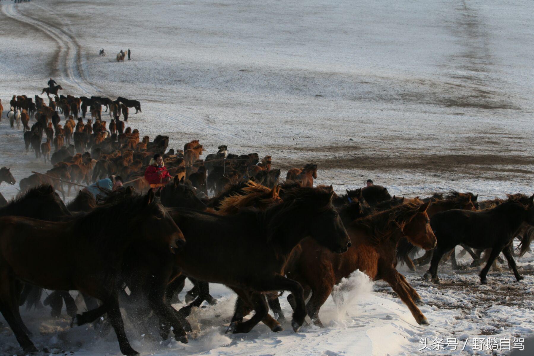 锡林郭勒盟那达慕自驾攻略,锡林郭勒冰雪那达慕完整版