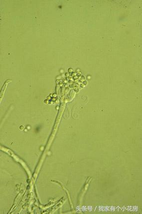 食用菌蘑菇种植技术发展史,食用菌蘑菇叫什么