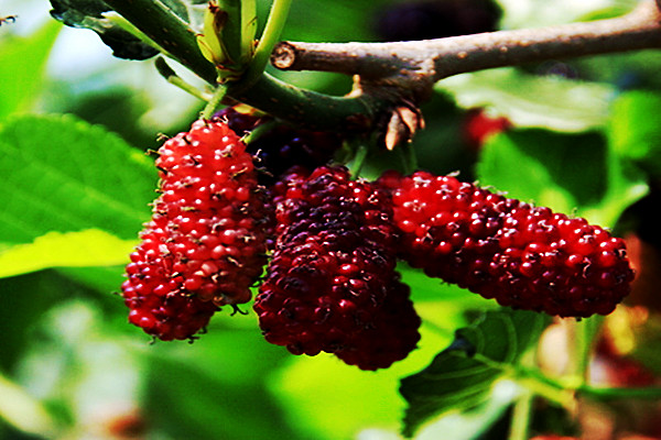 兰州亲们！红提摘完了我们相约去摘果桑可好？据说这里的果桑熟了